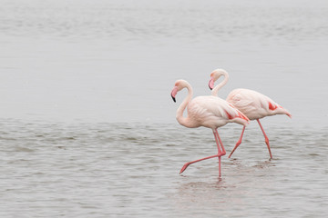 Two greater flamingos walking at Walvis Bay Lagoon, Namibia