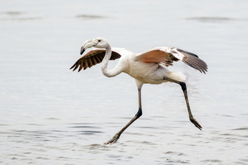 Sub-adult greater flaminto landing in Walvis Bay Lagoon, Namibia