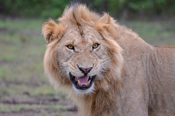 interessierter Löwe