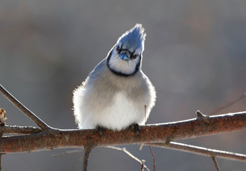 geai bleu sur une branche