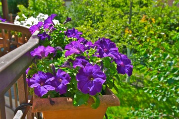 Purple flowers in flowerpots on porch in daylight. Green trees in background.