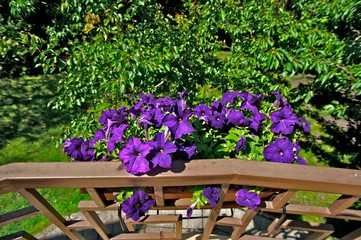 Fototapeta na wymiar Purple flowers in flowerpots on porch in daylight. Green trees in background.