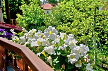 White flowers in flowerpots on porch in daylight. Green trees in background.