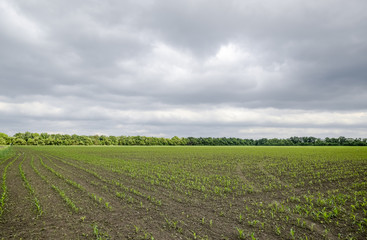 Fototapeta na wymiar Cornfield. Small corn sprouts, field landscape. Cloudy sky and stalks of corn on the field