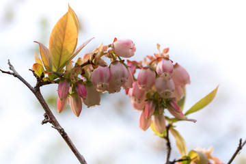ピンクのブルーベリーの花