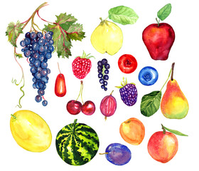 Fruits and berries collection,  hand painted watercolor illustration