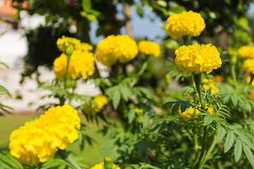Lots of beautiful marigold flowers in the garden
