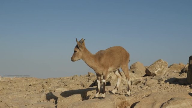 A Nubian ibex kid on the rocks of Makhtesh Ramon Crater, Negev desert, Israel.