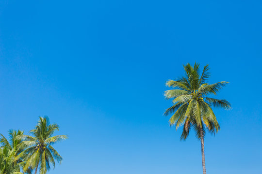 Green coconut palm tree on blue sky background