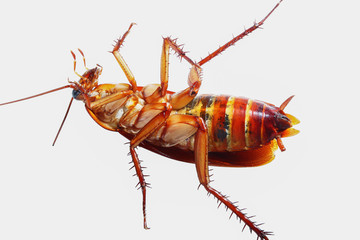 Cockroach brown with isolated on a white background