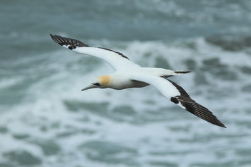 Gannet at Muriwai Beach Auckland