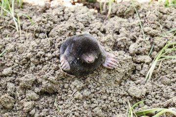 mole climbs out of the hole. Black mole. A mound of earth from a mole. An underground animal is a mole
