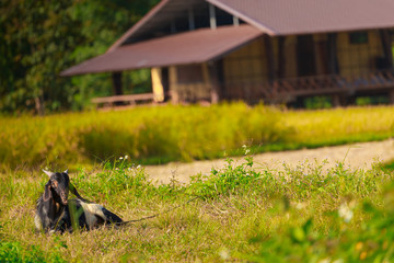 A young black goat grazes in a meadow