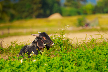 A young black goat grazes in a meadow