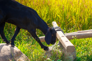 A young black goat grazes in a meadow
