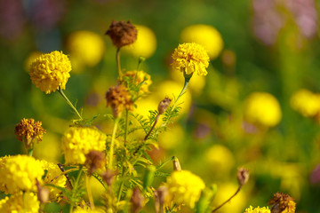 Lots of beautiful marigold flowers in the garden