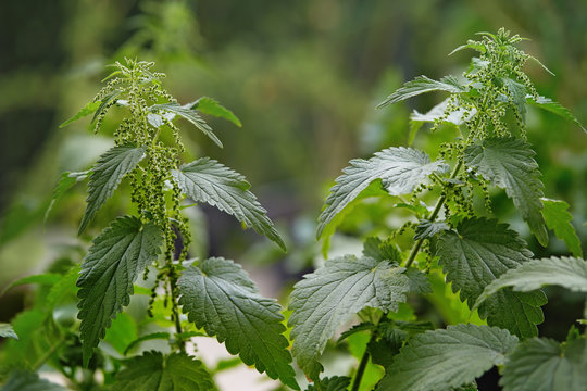 Stinging nettles (Urtica dioica) growing in a field.