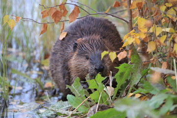 North American Beaver (Castor canadensis) eating, Alaska  © Frank Fichtmüller