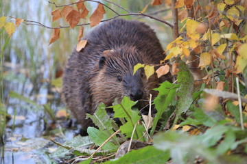 North American Beaver (Castor canadensis) eating, Alaska  © Frank Fichtmüller