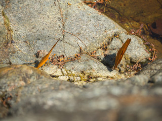 Beautiful orange butterfly on the rock in the forest