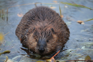 North American Beaver (Castor canadensis) eating, Alaska 