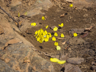 Beautiful yellow butterfly on the rock in the forest