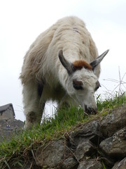 Fototapeta premium Machu Picchu au Pérou