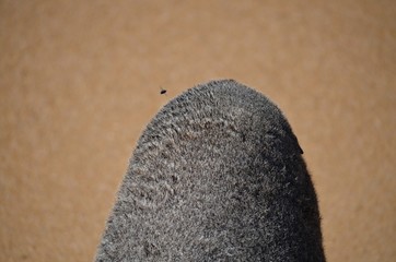 seal