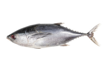 Tuna fish isolated on white background with clipping path