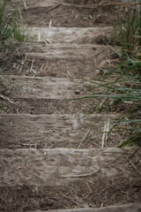 Wooden steps in the middle of the park