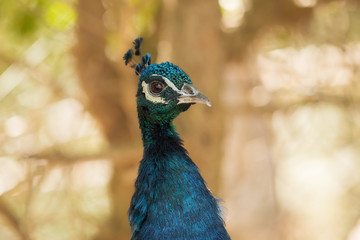 A beautiful peacock with a soft background