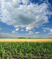 Cornfield with Clouds on Bright Summer Day