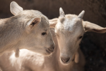 Fototapeta premium Two beautiful little white goats