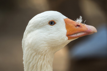 A beautiful goose looks into the camera