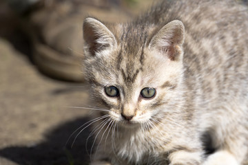 Obraz premium Tabby Kitten Play Outside