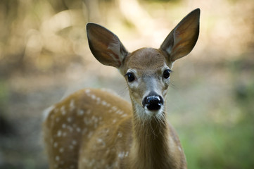 Baby Deer outdoor portrait in Canadian forest