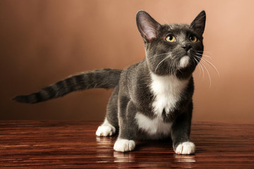 A cute brown white kitten with a striped tail standing on a hardwood floor with a brown background looking up. © Bruno Passigatti
