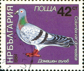 Ukraine - circa 2017: A postage stamp printed in Bulgaria shows drawing Bird Domestic Pigeon,...