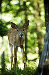 Baby Deer outdoor portrait in Canadian forest