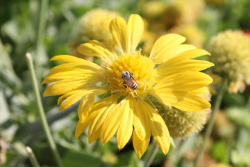 Oman Flowers