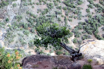 Beautiful Tree in the NP - Colorado -- USA