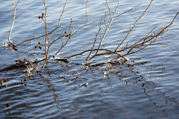 Icicles on the shore on a cold morning. Like diamonds on the tree branches.