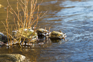 Icicles on the shore on a cold morning. Like diamonds on the tree branches.