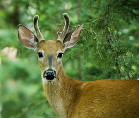 Obraz premium Young male Deer outdoor portrait in Canadian forest