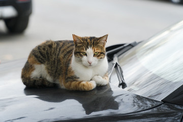 A  multi colored street cat is trying to get warm on a cars hood.