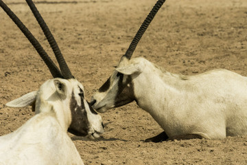 Arabian Oryx - Two