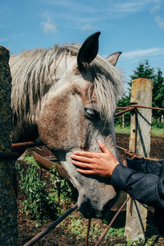 Hand Of A Man Stroking Horse