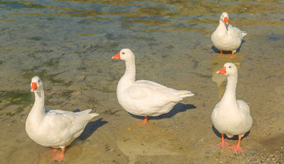 Wild geese on the shore of a lake in Greece