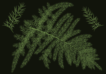 Vector green branch of asparagus or Araucaria . Botanical conifers with thin lines