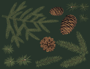 Vector set of green fir branch and pine cone . Botanical conifers with thin needle